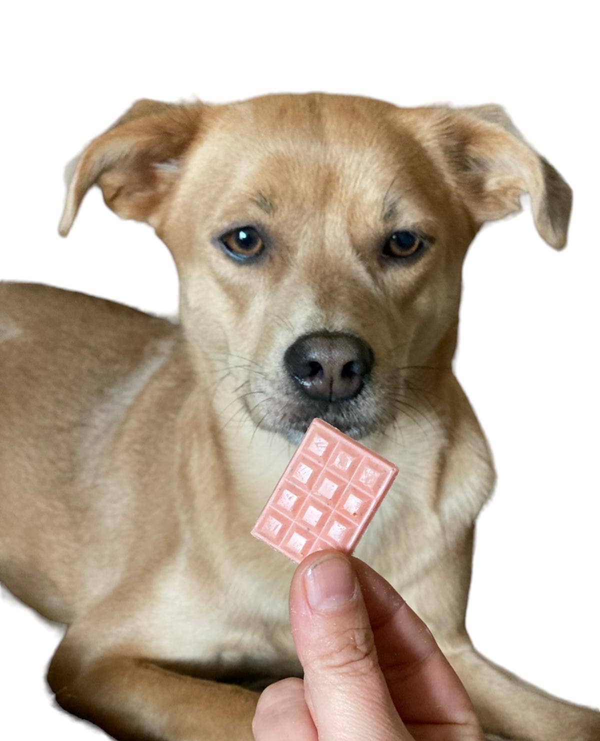 Mini barres Schocko pour petits chiens