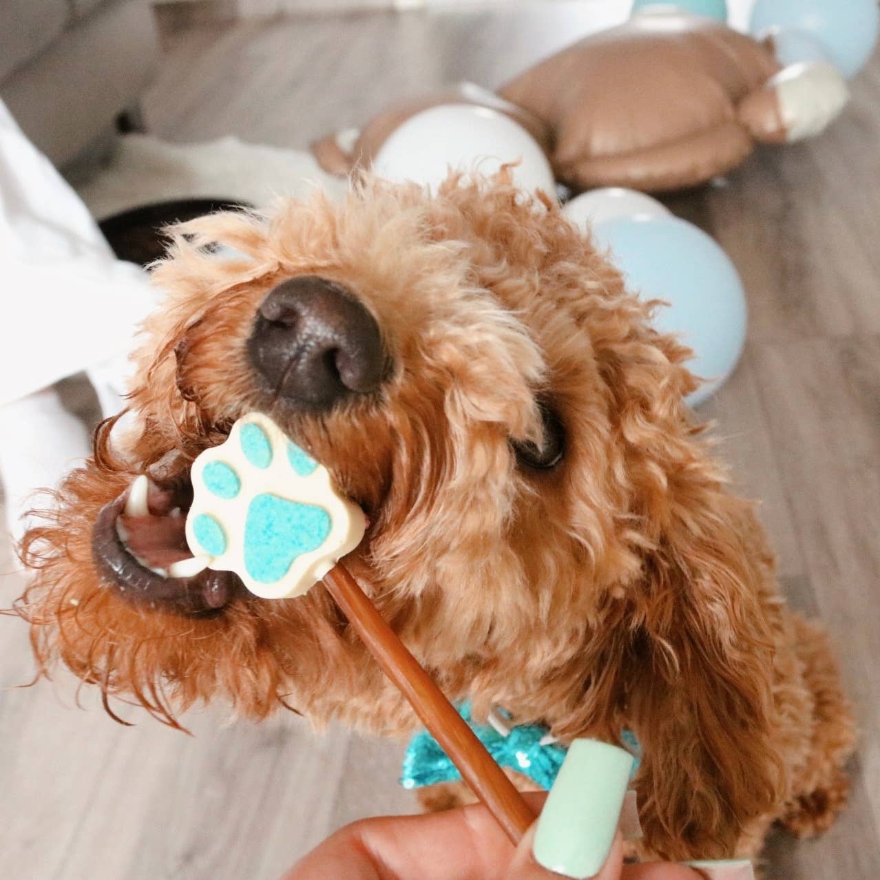 Sucettes en forme de patte pour chiens